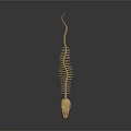 Sharp Toothed Fish Skeleton Display With Black Support Rods On Dark Background